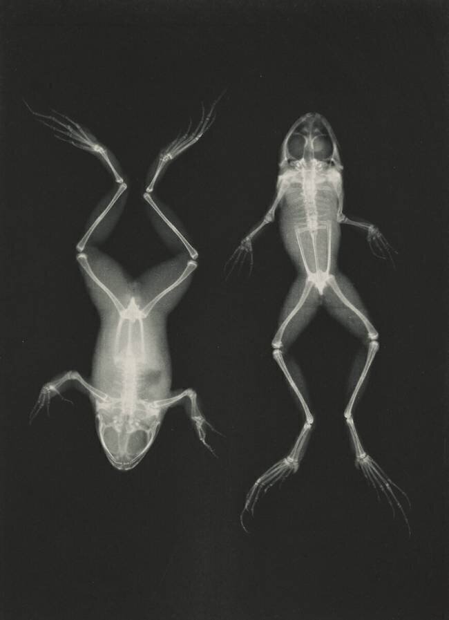 Diagnostic Radiology, X-rays  X-ray of two frogs Josef Maria Eder