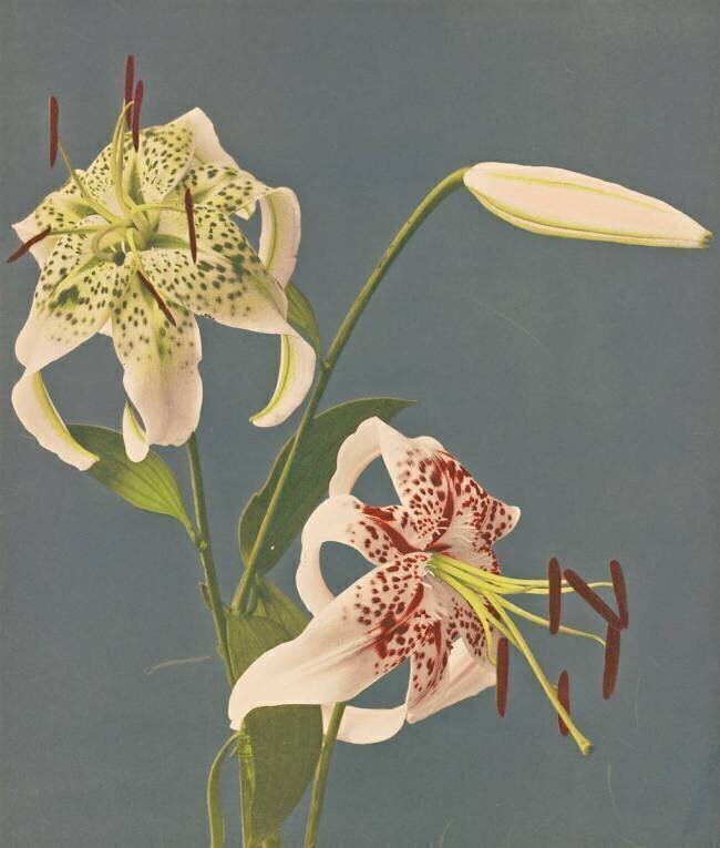 Lilies Ogawa Kazumasa