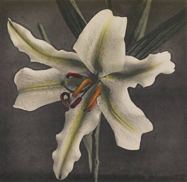 Lily Ogawa Kazumasa