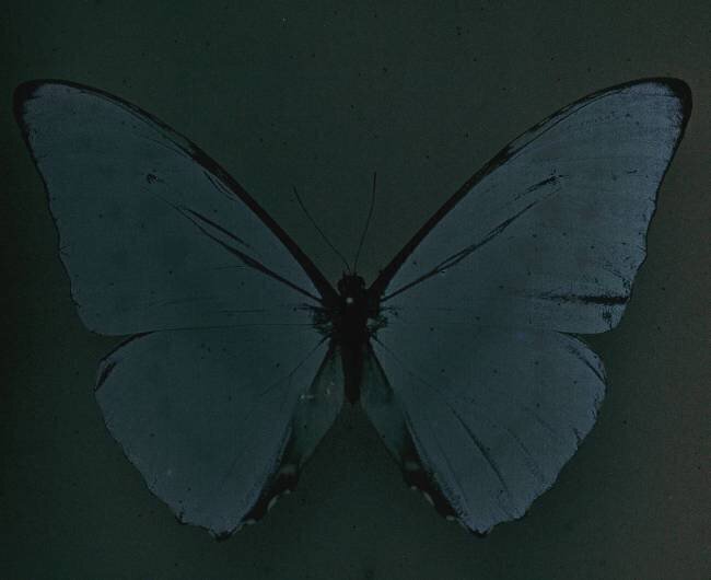 Morpho Cypress from Brazil Arthur E. Morton