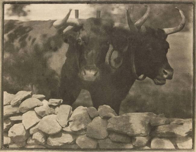My Neighbors Gertrude Käsebier