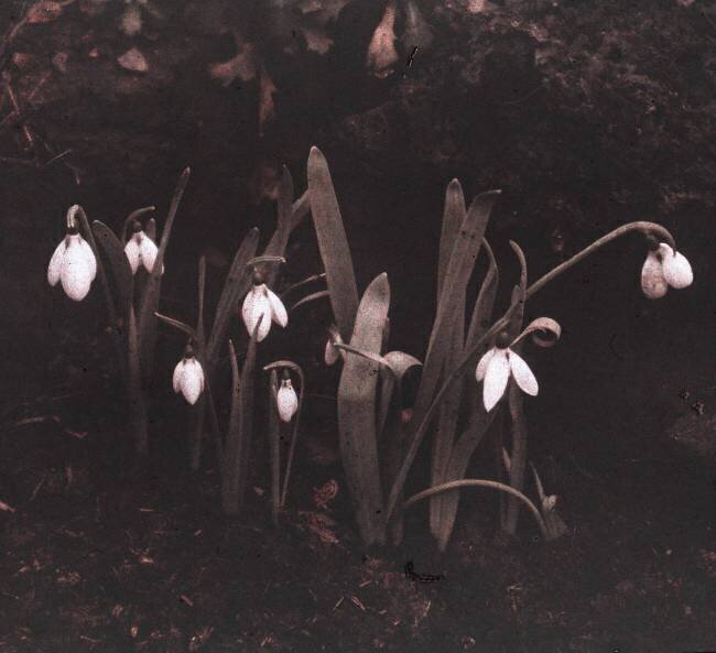 Snowdrops (perce-neige ou perce neige) anonymous