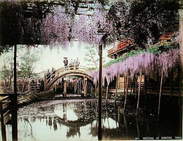 Wisteria at Kameido, Tokyo Kusakabe Kimbei