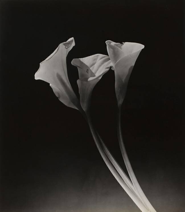 Arums Dora Maar