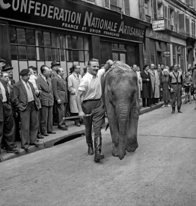 Austrian tamer Steinman and an elephant Rue des Archives