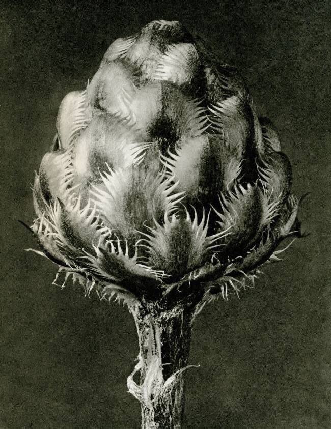 Centaurea Grecesina Karl Blossfeldt