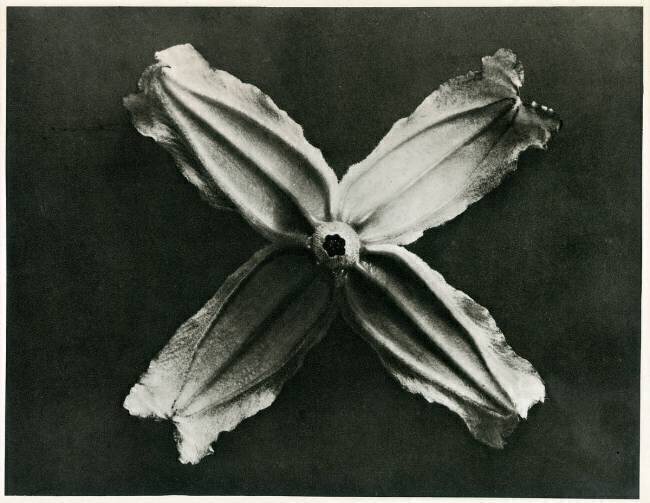Clematis Integrifolia Karl Blossfeldt