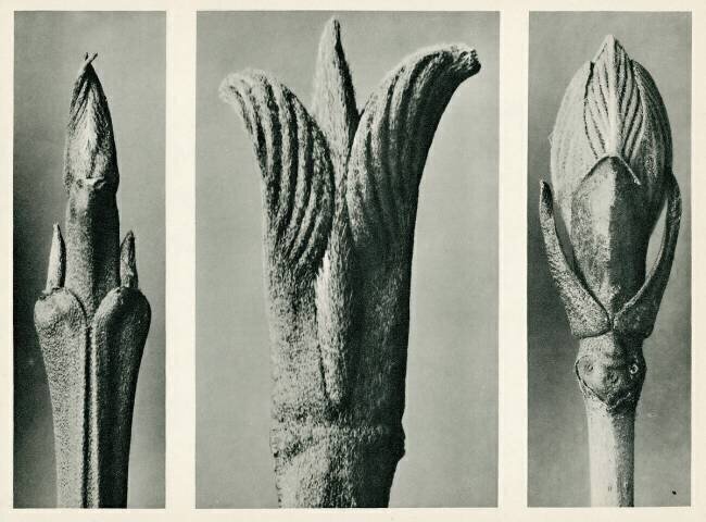 Cornus Brachypoda Karl Blossfeldt