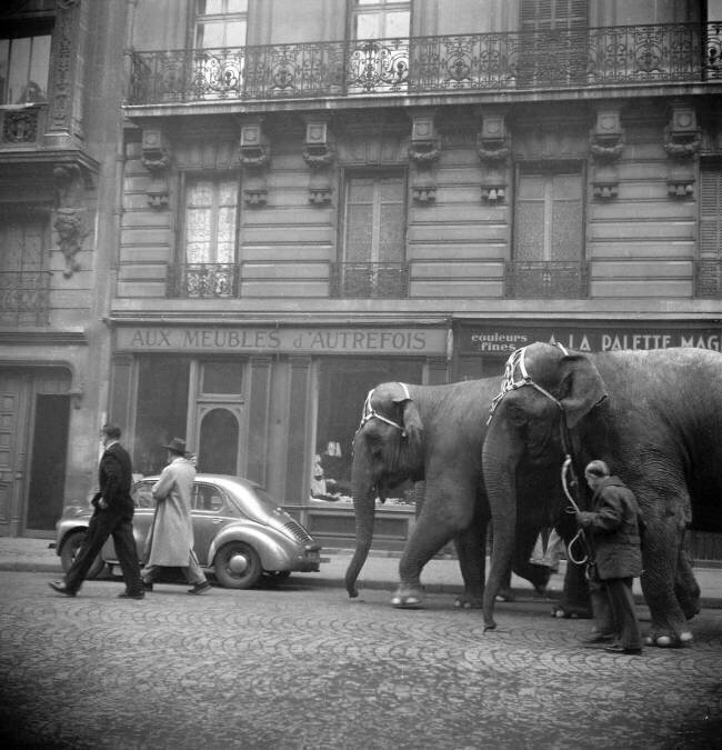 Elephants (from a parisian circus) crossing Paris to go at the Bois de Boulogne (on set of a film), November 15, 1949 (b/w photo) Rue des Archives