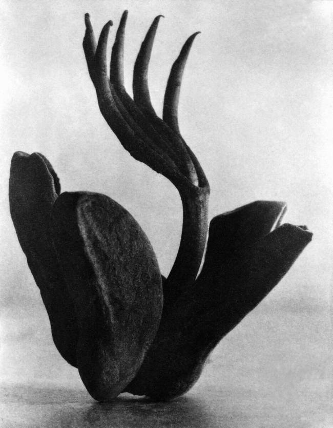 Flor de Manita Tina Modotti