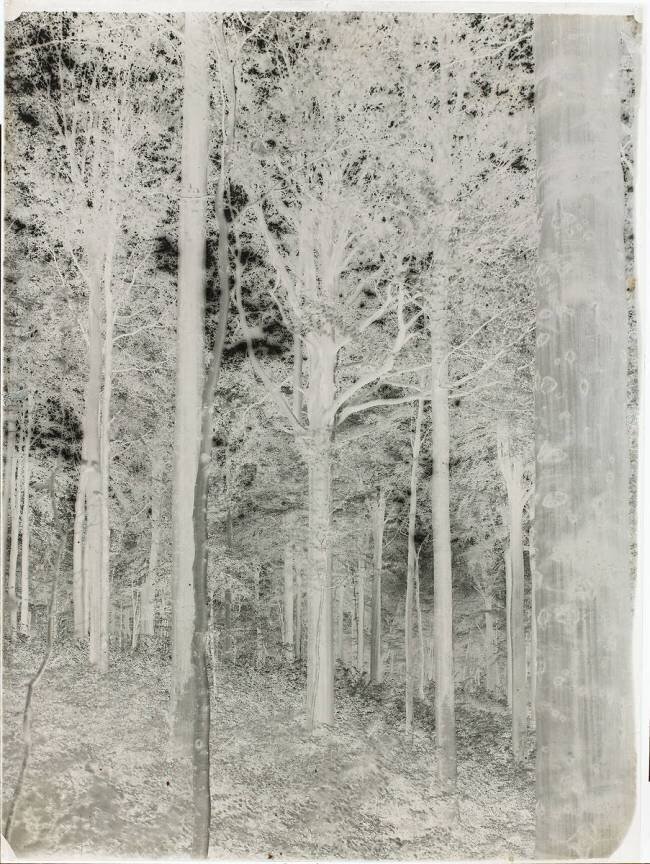 Forêt anonymous