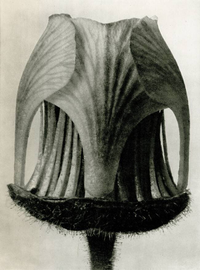 Geum Rivale Karl Blossfeldt