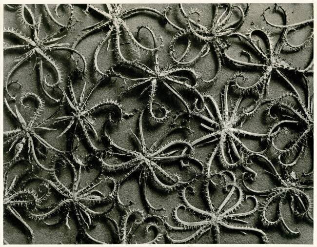 Koelpinia Linearis Karl Blossfeldt