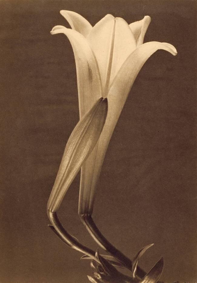 No. 1. Tina Modotti