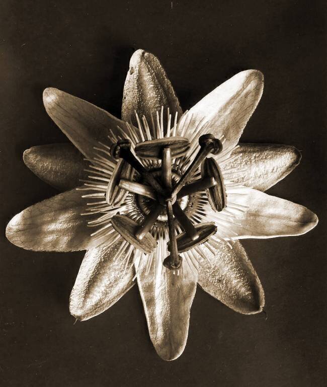 Passiflora Karl Blossfeldt