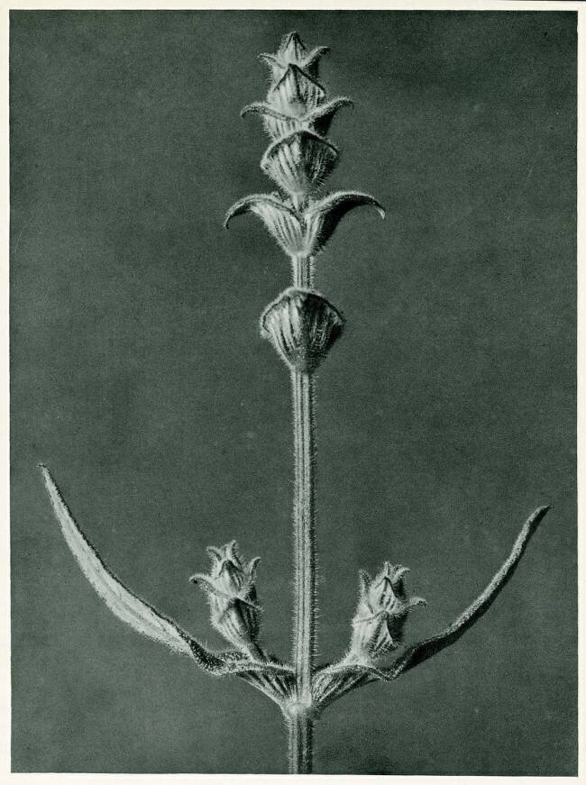 Salvia Karl Blossfeldt