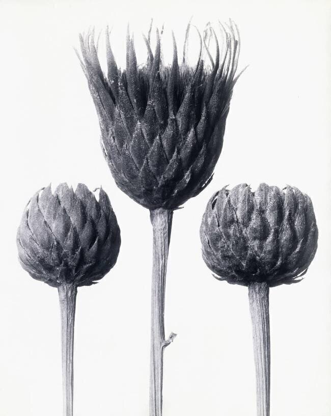 Serratula Nudicaulis Karl Blossfeldt