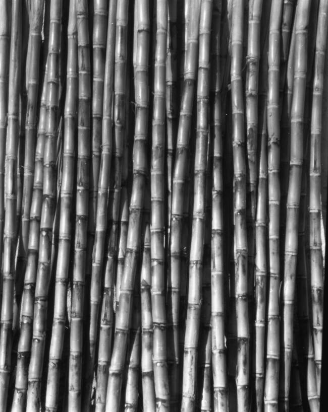 Sugar Cane, Mexico Tina Modotti