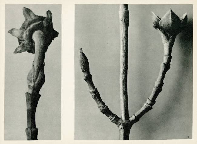 Untitled Study Karl Blossfeldt