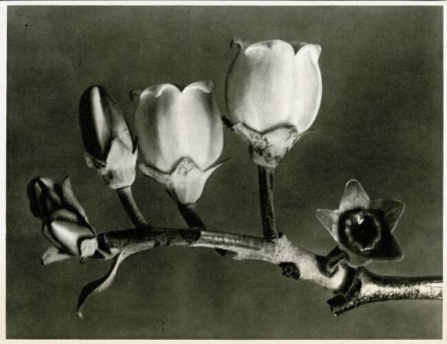 Vaccinium Corymbosum Karl Blossfeldt