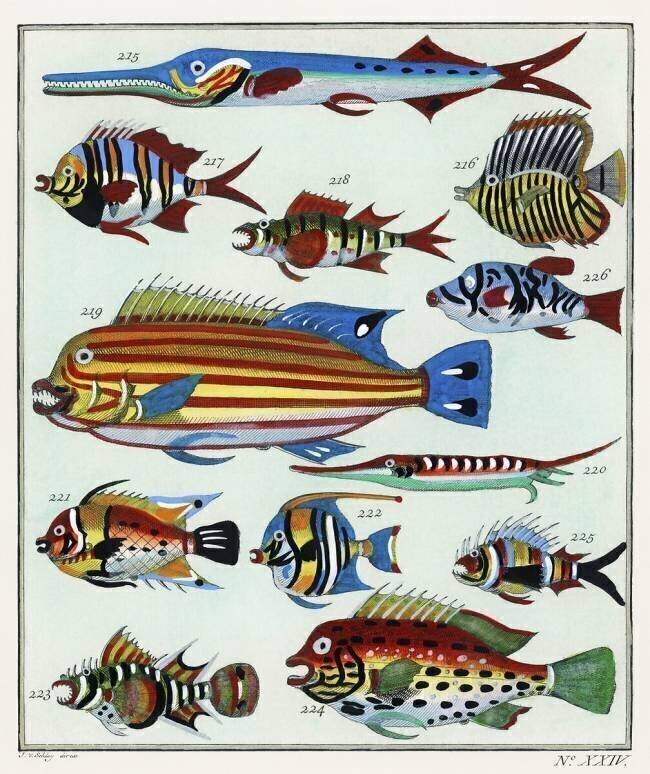 A collage of colorful rare exotic fish anonymous