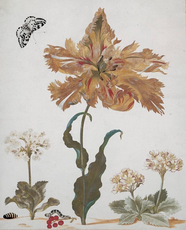 A Parrot Tulip Maria Sibylla Graff Merian