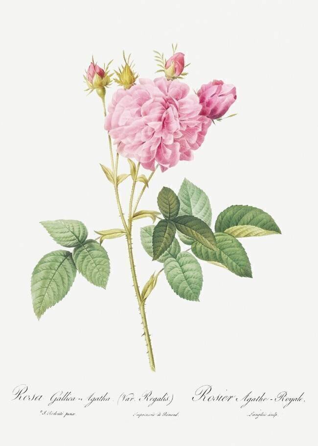 Agathe Royale rose Pierre Joseph Redouté
