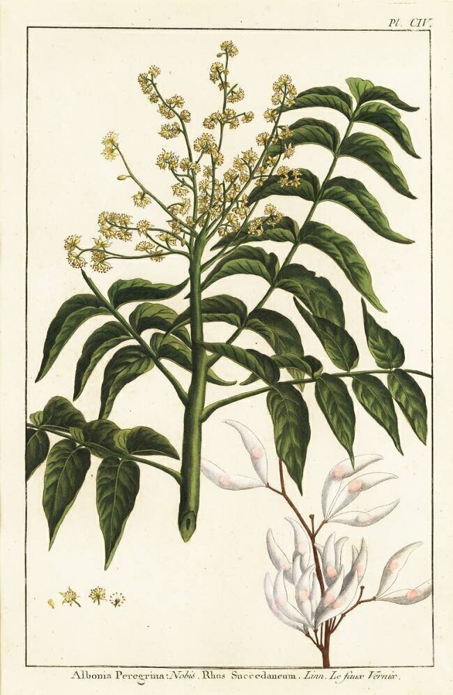 Ailanthus altissima anonymous