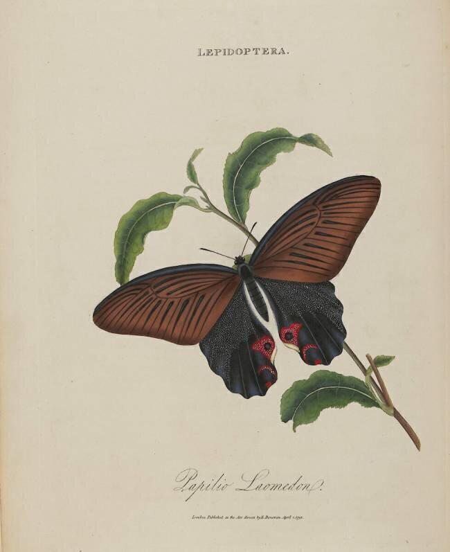 Album Donovan : Histoire naturelle de la Chine : les insectes Edward Donovan