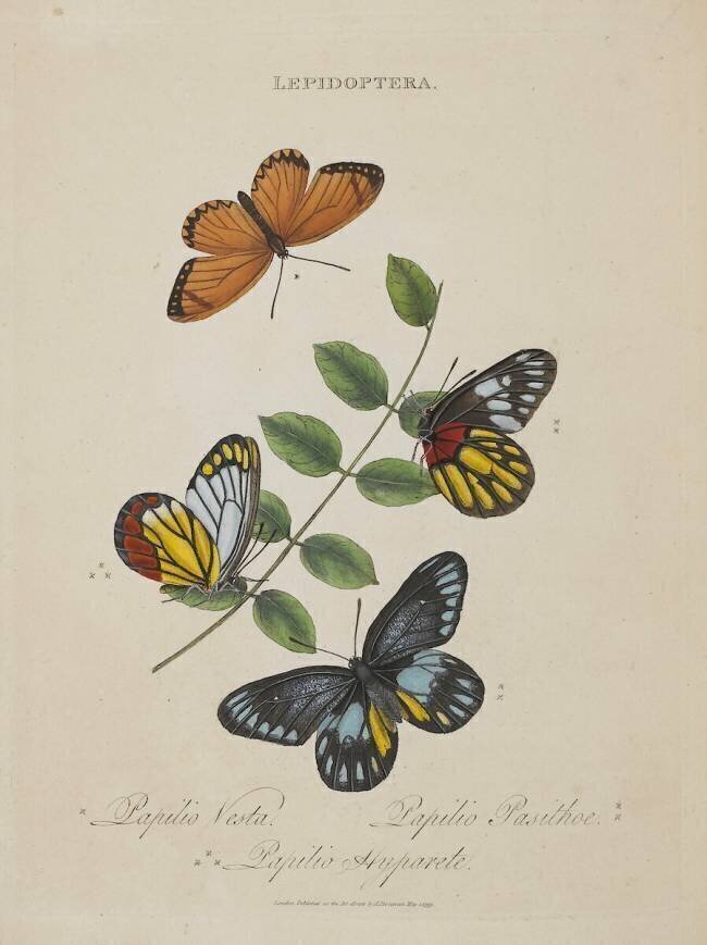 Album Donovan : Histoire naturelle de la Chine : les insectes Edward Donovan