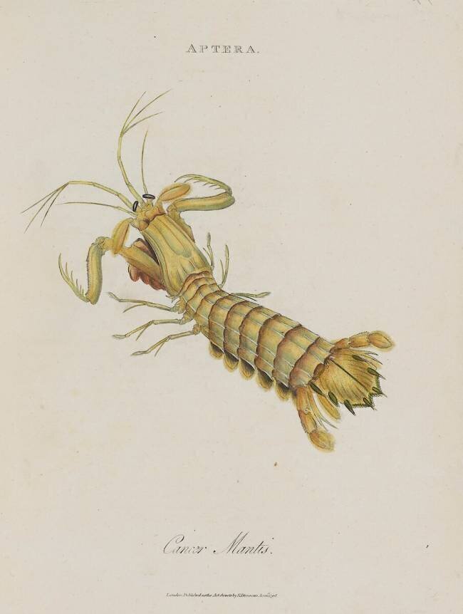 Album Donovan : Histoire naturelle de la Chine : les insectes Edward Donovan