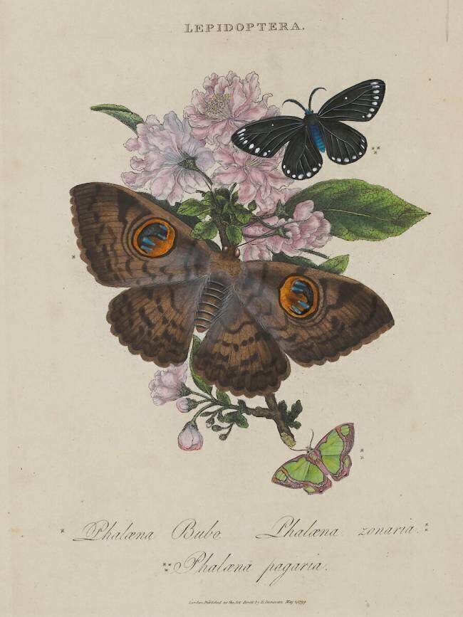 Album Donovan : Histoire naturelle de la Chine : les insectes Edward Donovan
