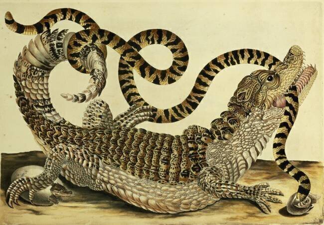 Alligator and Snake Maria Sibylla Graff Merian