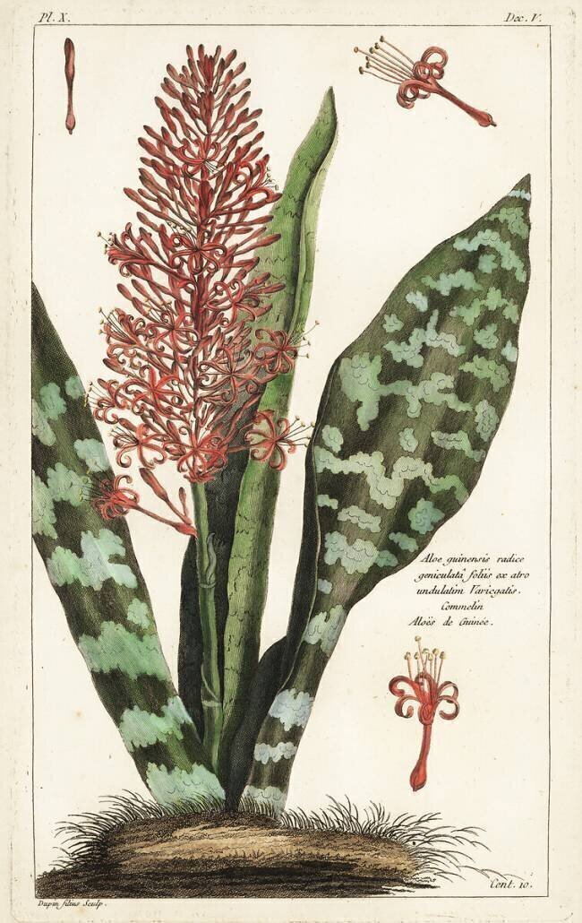 Aloe guinensis  Dupin