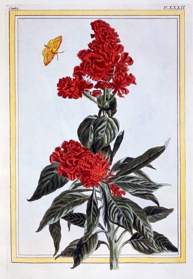 Amaranthus Pierre-Joseph Buchoz