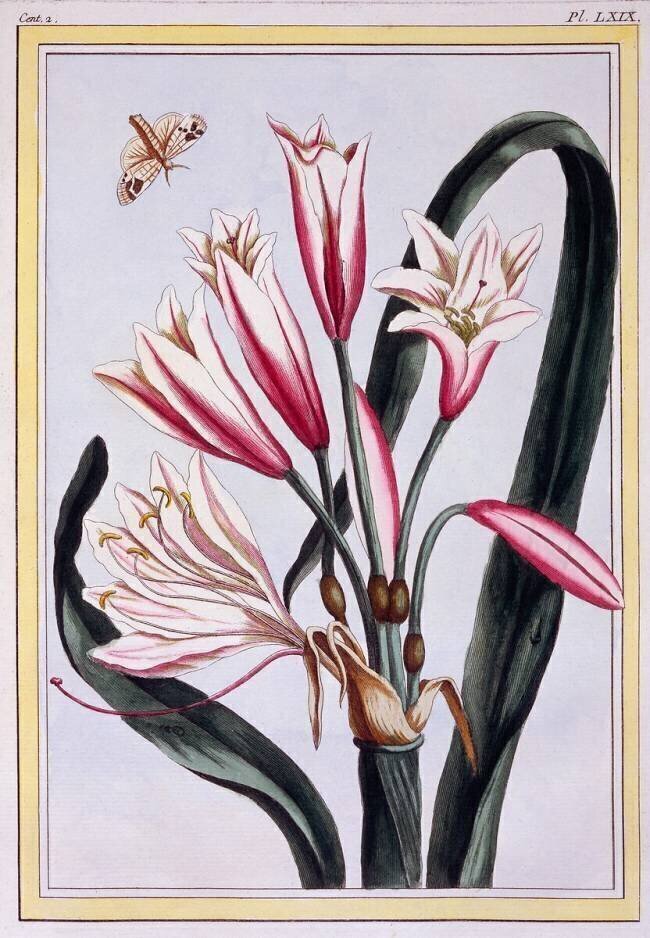 Amaryllis Pierre-Joseph Buchoz