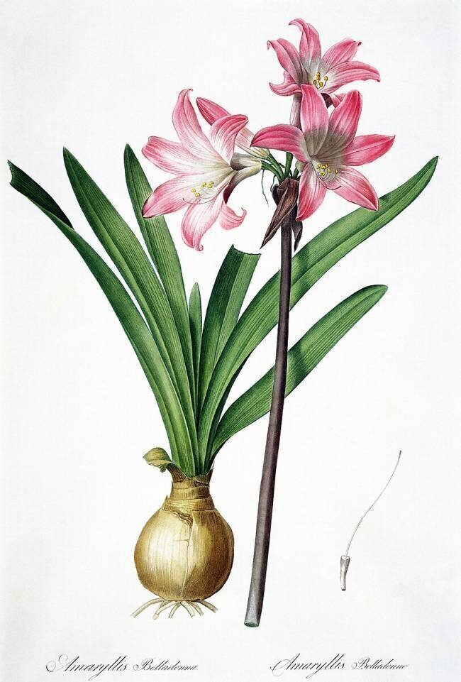 Amaryllis Belladonna Pierre Joseph Redouté
