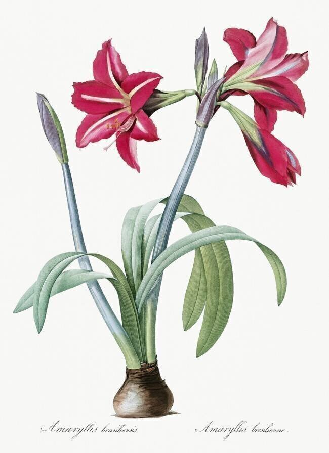 Amaryllis Brasiliensis Pierre Joseph Redouté