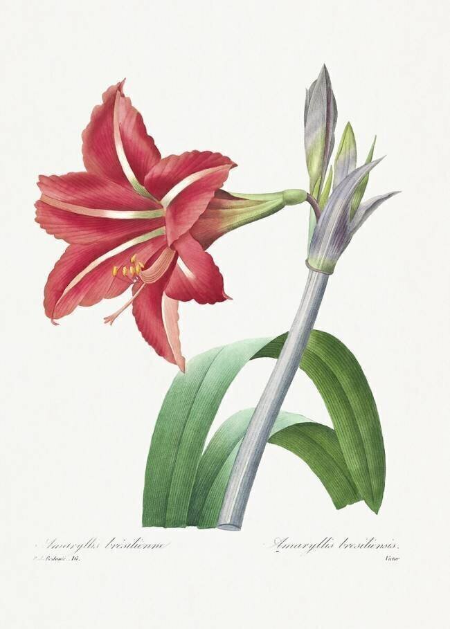 Amaryllis bresiliensis Pierre Joseph Redouté
