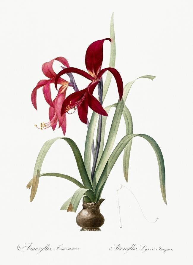 Amaryllis Formosissima Pierre Joseph Redouté