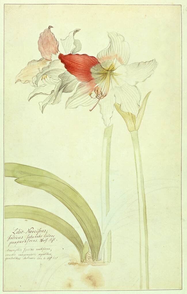 Amaryllis: Lilio-Narcissus Georg Dionysius Ehret