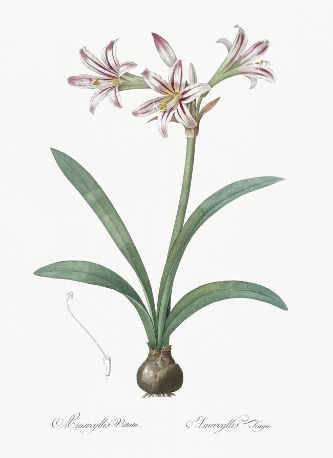 Amaryllis Vittata Pierre Joseph Redouté