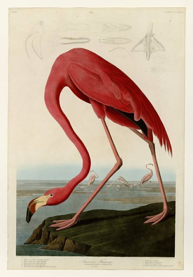 American Flamingo John James Audubon
