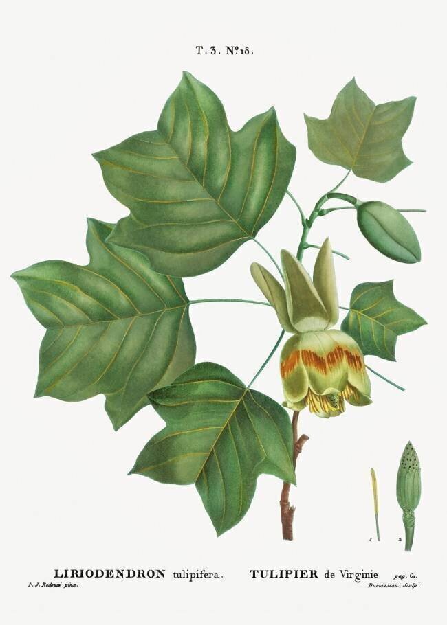American tulip tree Pierre Joseph Redouté