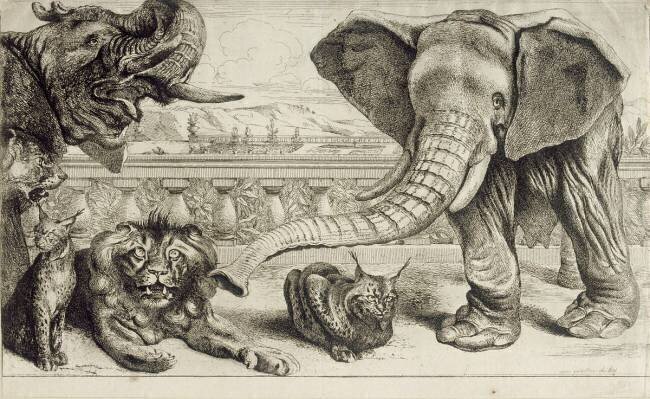 Animaux divers Pieter Boel