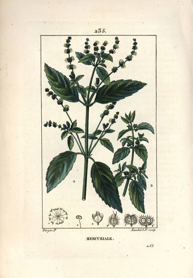 Annual Mercuriale Pierre Jean Francois Turpin