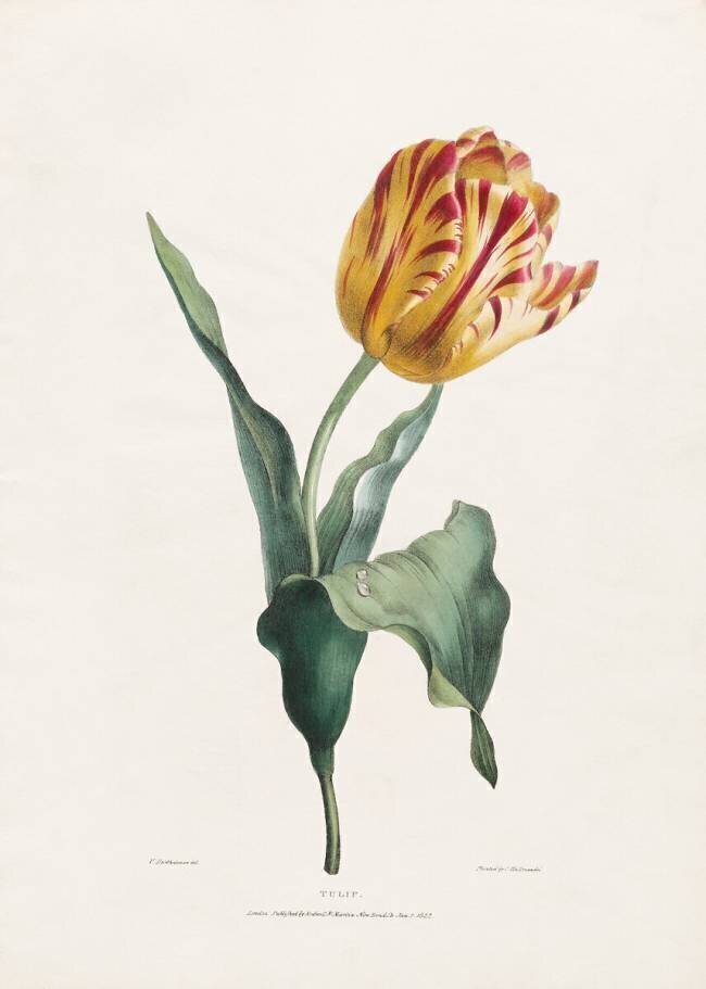 Antique Tulip Valentine Bartholomew