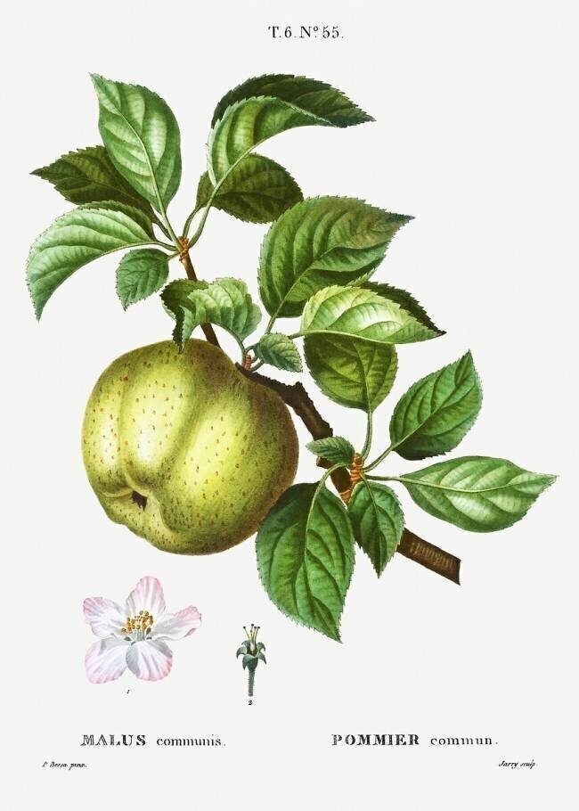 Apple tree Pierre Joseph Redouté