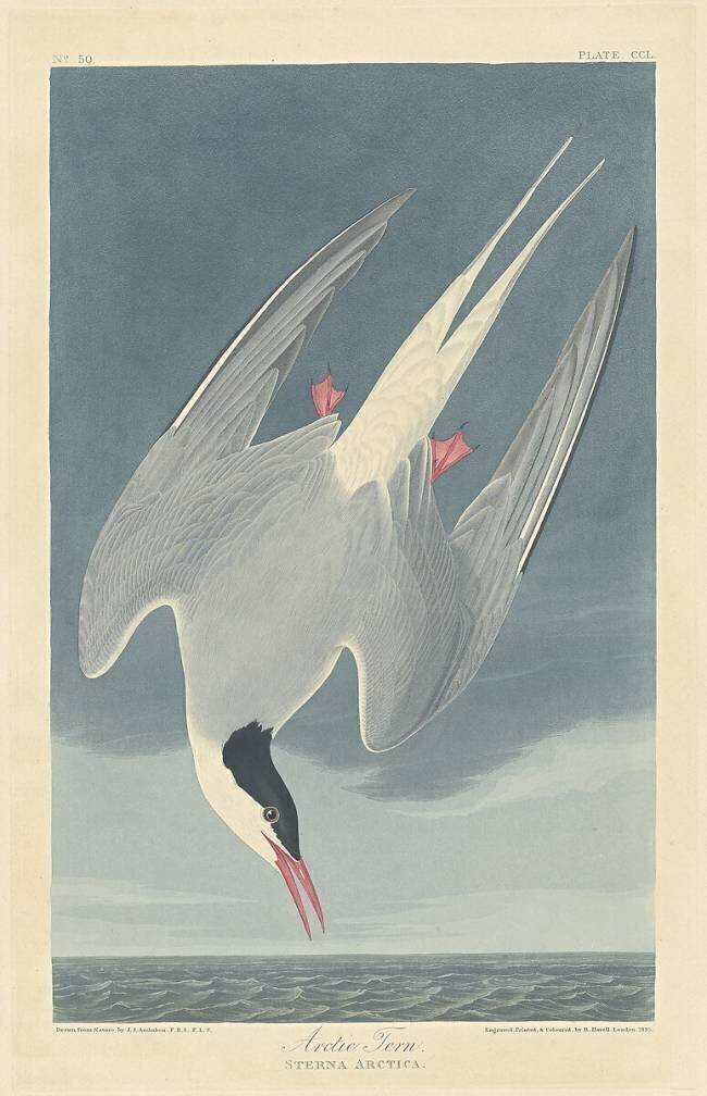 Arctic Tern John James Audubon