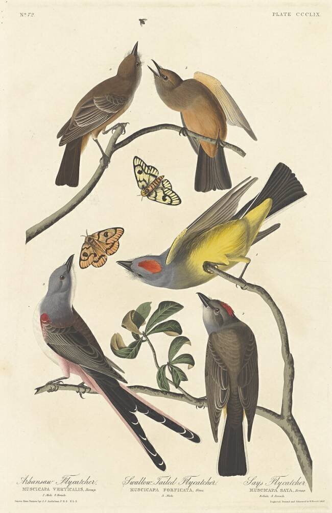 Arkansaw Flycatcher John James Audubon